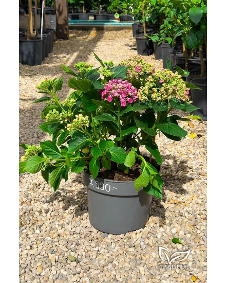 ◆Hydrangea4936◆ Hortensia de grădină „Curly Wurly Pink” - Hydrangea macrophylla